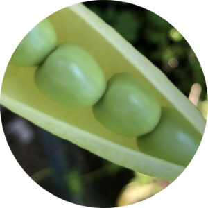 Toft Plantbreeding, Sakura Marrowfat pea, Protein crop, Pulses, danske protein afgrøder