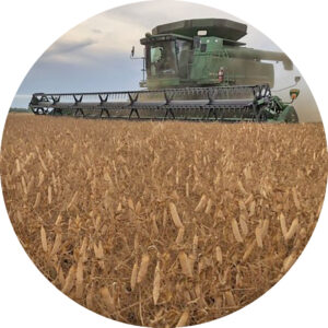 Toft Plantbreeding, protein crops, dried peas, pulses, seed, protein afgrøder, danske proteinafgrøder, danske ærter
